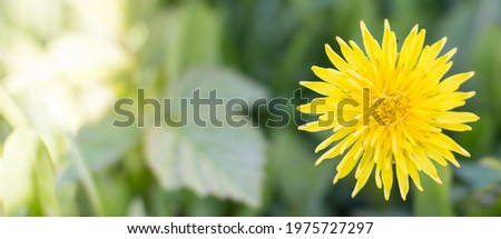Dandelion in green grass, spring. Close-up of a flower, nature