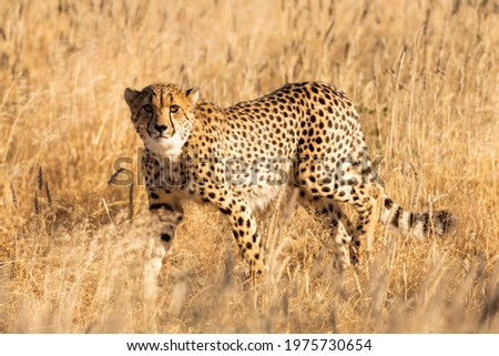 Cheetah standing on dry yellow grass of the African savannah. Etosha National park, Namibia, Africa. Wildlife photography