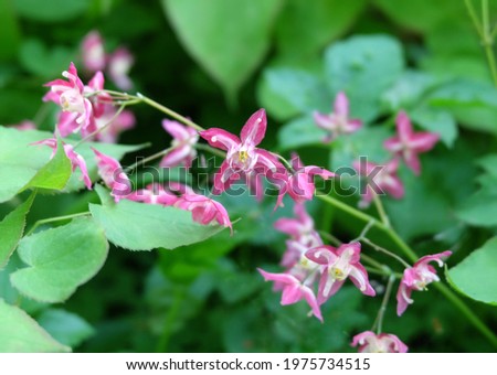 Epimedium rubrum flowers or flower elves, macro photography, selective focus, blurred background, horizontal orientation.