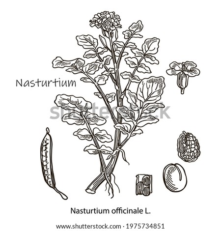 Nasturtium officinale, aquatic medicinal plant. Hand drawn botanical vector illustration