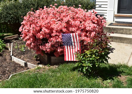 Pink Azalea Bush, American Flag and Young Rose Bush on a Front Lawn