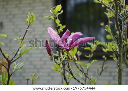Dark pink magnolia blooms in the garden in May. Berlin, Germany 