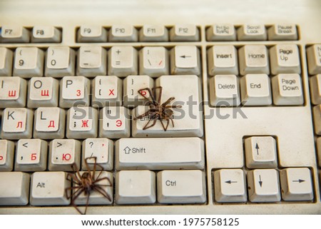 Big spiders on a white old computer keyboard.