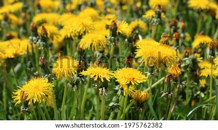 Yellow common dandelion in the grass. Taraxacum officinale. Wild field on a sunny spring day. Rural idyllic place.
