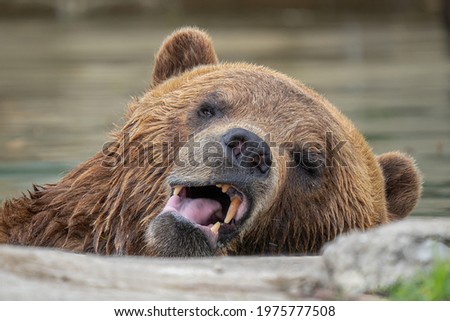 adult grizzly bear is looking at you while you take a picture on a sunny day