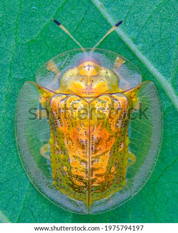 Golden tortoise beetle on a leaf