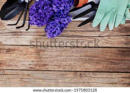 Gardening hobby concept. Hyacinth flowers, pitchfork, shovel, wooden background