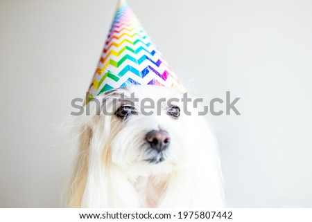 small white dog celebration birthday in daylight kirchen
