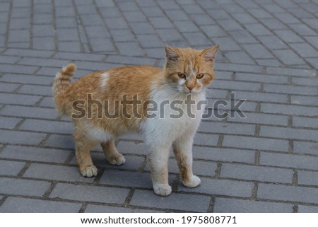 Dirty an animal in the street.Stray cat looking at camera on the street. Hungry cat.Vagrant cat. Cute stray cat close-up detail.life of lonely animals.Horizontal photo.copy space. place for text Royalty-Free Stock Photo #1975808771