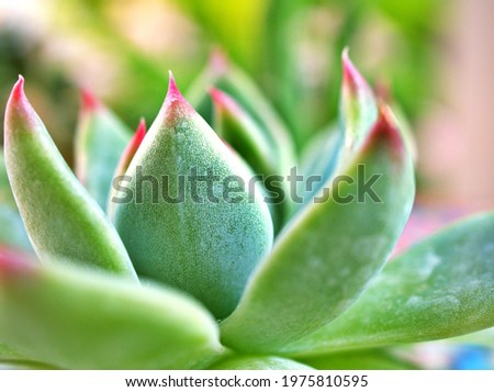 Closeup Spikes succulent plants Echeveria Chihuahuaensis Variegata ,Echeveria agavoides Rajoya with sharp red spikes and green leaves ,red tips for pretty background macro image abstract or wallpaper 