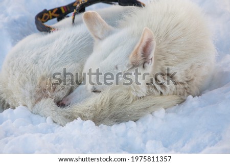 Cute white dog in the snow