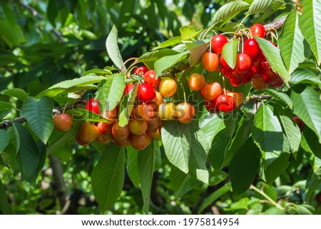 closeup of ripe Rainier cherries hanging on cherry tree branch with blurred background and copy space Royalty-Free Stock Photo #1975814954