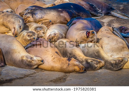 FAMILY OF SLEEPING SEA LIONS AT THE LA JOLLA COVE