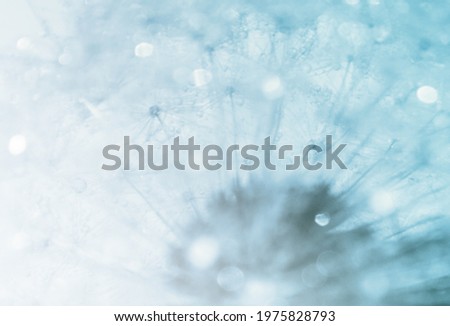 Abstract dandelion flower on a blurred background with defocused highlights. Soft focus, close-up, macro photography.