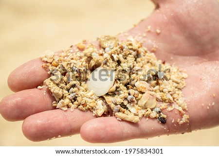 A handful of sand in the palm of your hand, beach sand with shells.