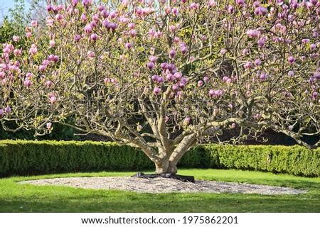 Beautiful distant view of wide low growing pink Chinese saucer magnolia (Magnolia Soulangeana) tree blossoms, with round gray stone mulching, blooming on university campus, Dublin, Ireland