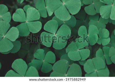 Green leaf texture.Leaf texture background.Natural background and wallpaper.