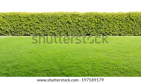 green hedge on Green field  isolated
