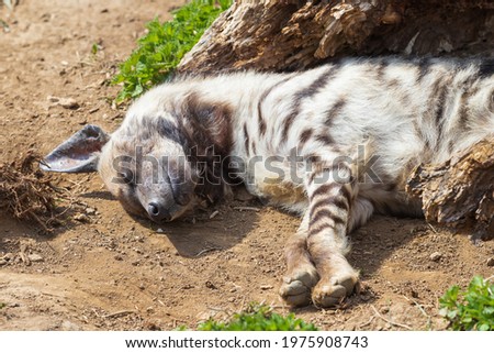The brindle hyena lies in a meadow. There is grass around it.