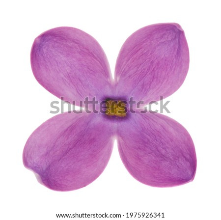 Lilac flowers isolated on white background. Detail for design. Design elements. Macro. Background for business cards, postcards and posters. 