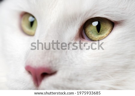 Beautiful white longhair American Forest Cat with pink nose and big eyes looking. Extreme close-up portrait of Maine Coon Cat. Royalty-Free Stock Photo #1975933685