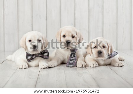 Three labrador retriever puppies in ties on a white wooden background