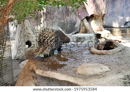 porcupine in the zoo, close-up
