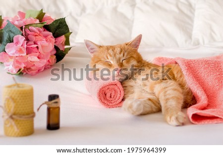 A cat sleeps resting his head on a towel on a massage table while taking spa treatments, massage oil, relax. The concept of keeping and caring for pets