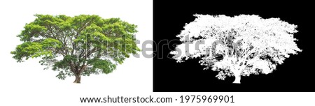 tree isolated on white background with clipping path and alpha channel
