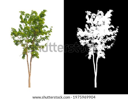 Tree isolated on a white background with clipping path and alpha channel