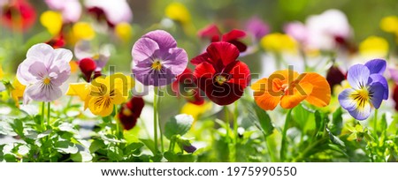 colorful pansy flowers in a garden on a green background Royalty-Free Stock Photo #1975990550