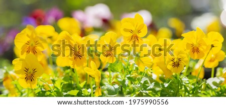 yellow pansy flowers in a garden on a green background