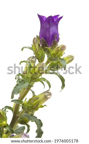 Dark purple bellflower branch with many closed buds  isolated on white background
