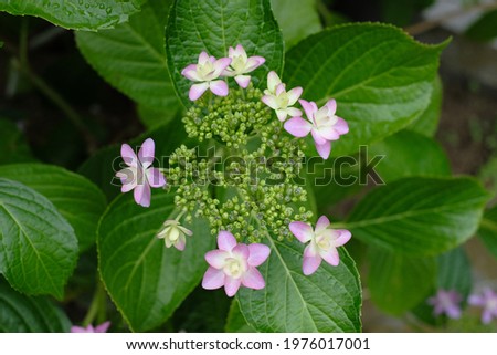blooming pink hydrangea in the park