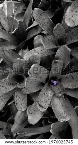purple flower Neoregelia lilliputiana in the dark mode

