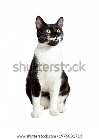 Full length portrait of sitting black and white cat isolated on white background. A wondering black cat with a white mustache and paws looks up, opened his mouth, smiles. A pet with a unique colour.