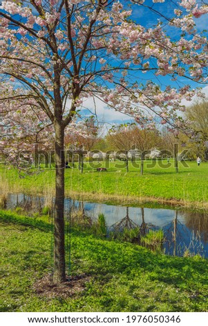 City, Riga, Latvia. Sakura park in park. Travel photo.08.05.2021