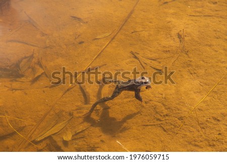 natural landscape early spring adult frog sitting in water