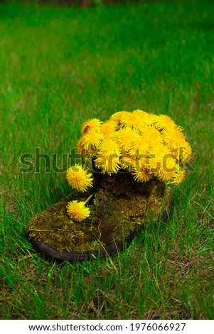 
Boots in moss with a bouquet of yellow flowers on the grass in spring