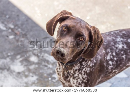 Inquisitive dog staring at camera. Closeup of  German Shorthair Pointer looking at the camera.  Royalty-Free Stock Photo #1976068538
