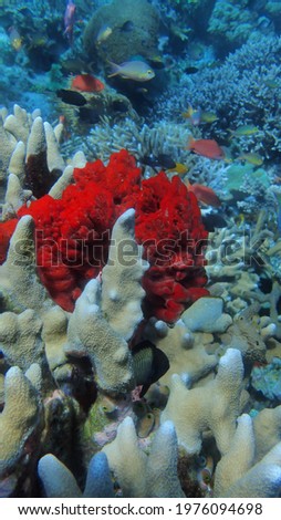A unique red sponge coral 