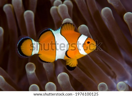 False Clown Anemonfish (Western Clownfish) - Amphiprion ocellaris in anemone. Underwater world of Tulamben, Bali, Indonesia. Royalty-Free Stock Photo #1976100125