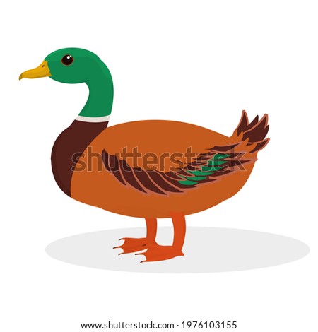 vector illustration of a drake isolated on a white background