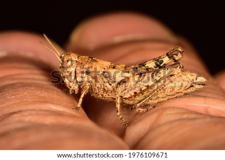Macro photograph of a specimen of grasshopper of the Pezotettix giornae species, walking quietly on the palm of a hand.