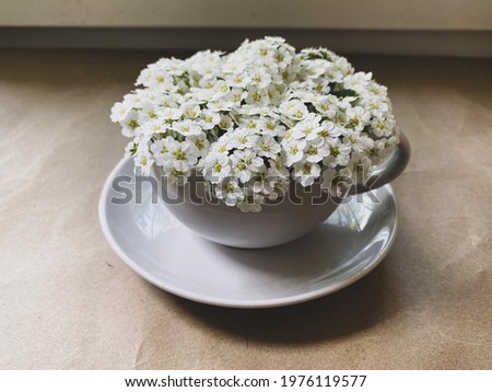 White flowers in white cup