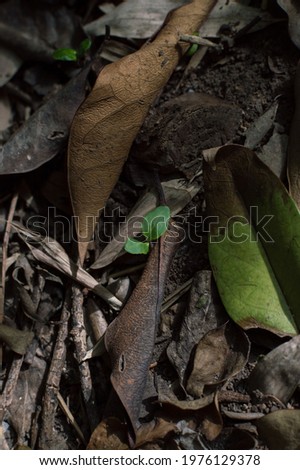 
plant sprout growing among dry leaves