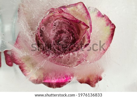 Variegated rose flower frozen within a block of ice, air bubble texture 