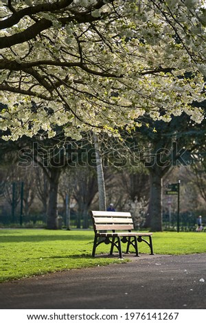 Beautiful vertical spring view of single bench beside delicate white cherry (Prunus Shogetsu Oku Miyako) blossoms flowering tree in Herbert Park, Dublin, Ireland. Soft and selective focus