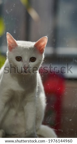 One cute white cat looking at something in the room
