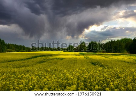 Blooming yellow rapeseed field with storm clouds on a rainy spring day. Scenery.
